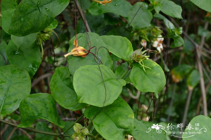 垂丝金龙藤 Strophanthus preussii