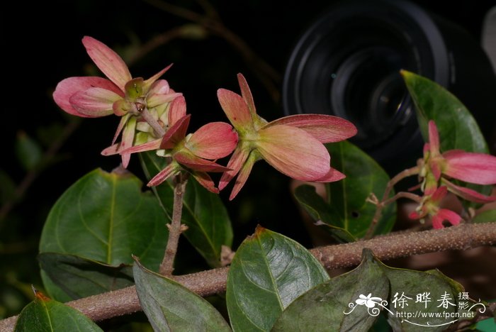 尖叶风筝果Hiptage acuminata