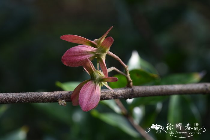 尖叶风筝果Hiptage acuminata