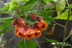  ‘橙花’红萼苘麻Abutilon megapotamicum ‘Orange hot Lava’