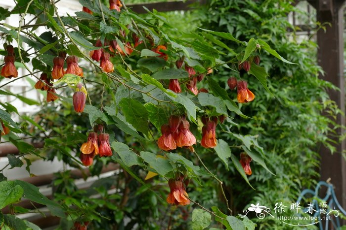  ‘橙花’红萼苘麻Abutilon megapotamicum ‘Orange hot Lava’