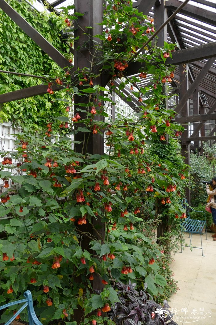  ‘橙花’红萼苘麻Abutilon megapotamicum ‘Orange hot Lava’