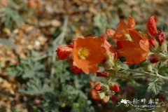 茶藨叶球葵Sphaeralcea grossulariifolia