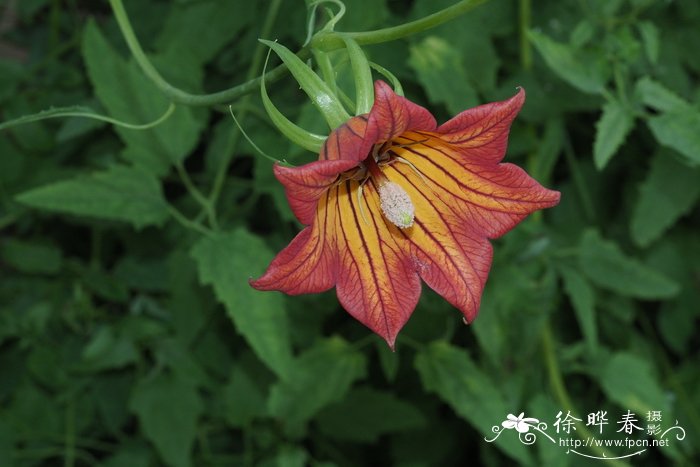 莺风铃,加纳利风铃花Canarina canariensis