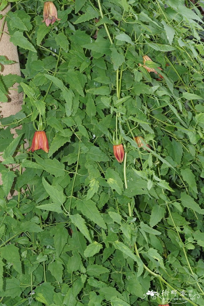 莺风铃,加纳利风铃花Canarina canariensis