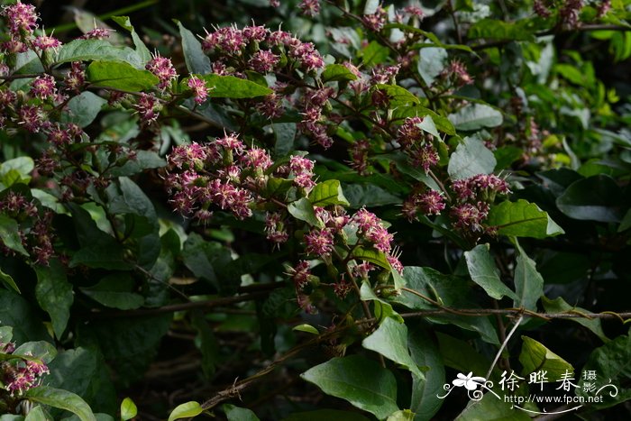 毒根斑鸠菊vernonia cumingiana
