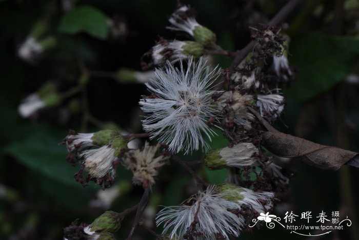 毒根斑鸠菊Vernonia cumingiana