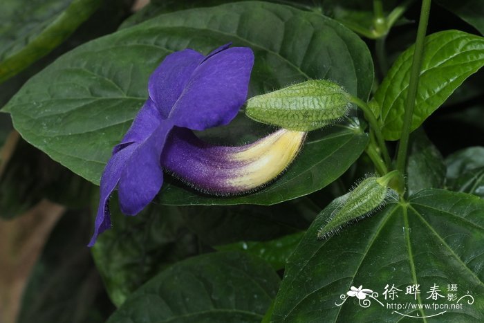 多哥老鸦嘴Thunbergia togoensis