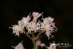 茄叶斑鸠菊Vernonia solanifolia