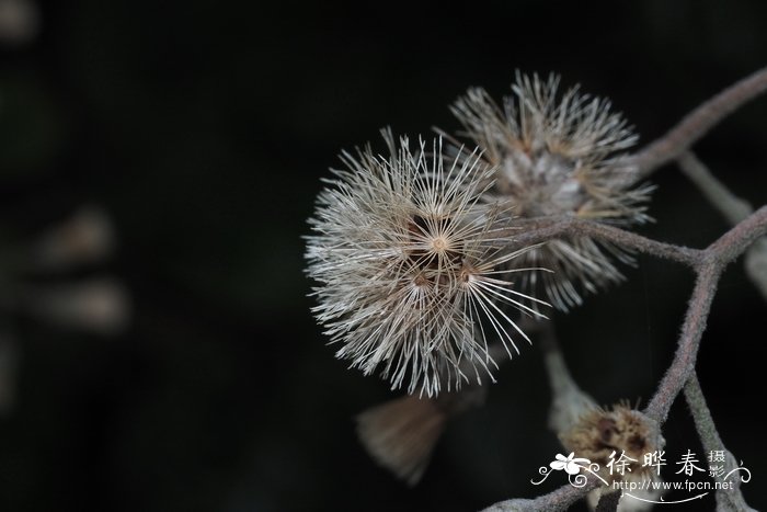 茄叶斑鸠菊Vernonia solanifolia