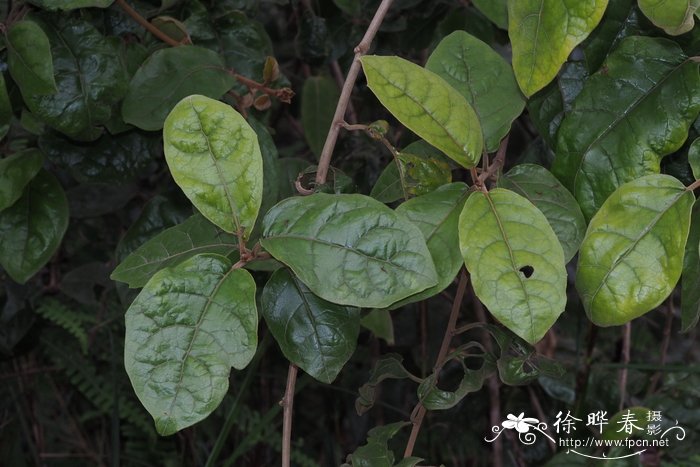 茄叶斑鸠菊Vernonia solanifolia