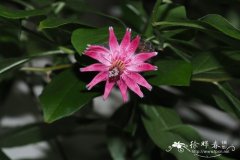 石竹状刺菊木Barnadesia caryophylla
