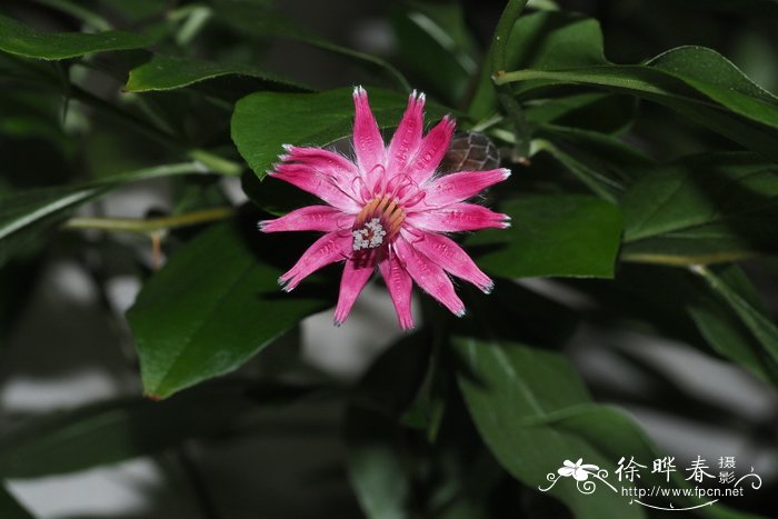 石竹状刺菊木barnadesiacaryophylla