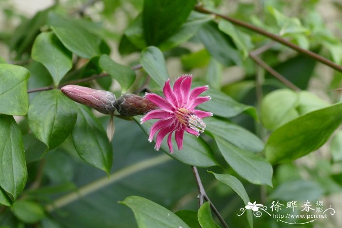 石竹状刺菊木Barnadesia caryophylla