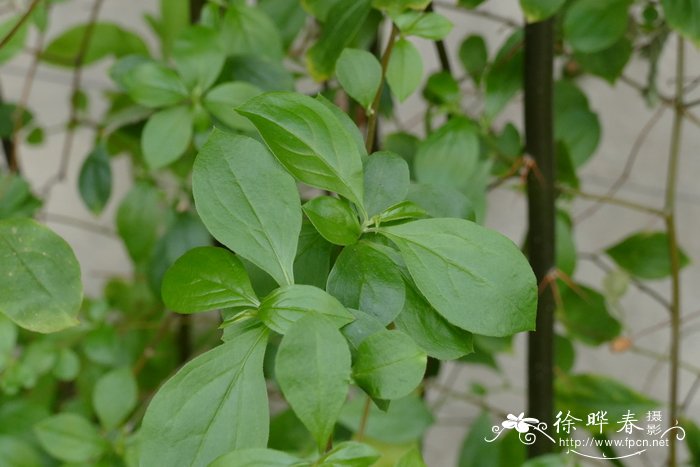 石竹状刺菊木Barnadesia caryophylla