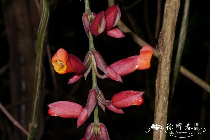 红花山牵牛 Thunbergia coccinea