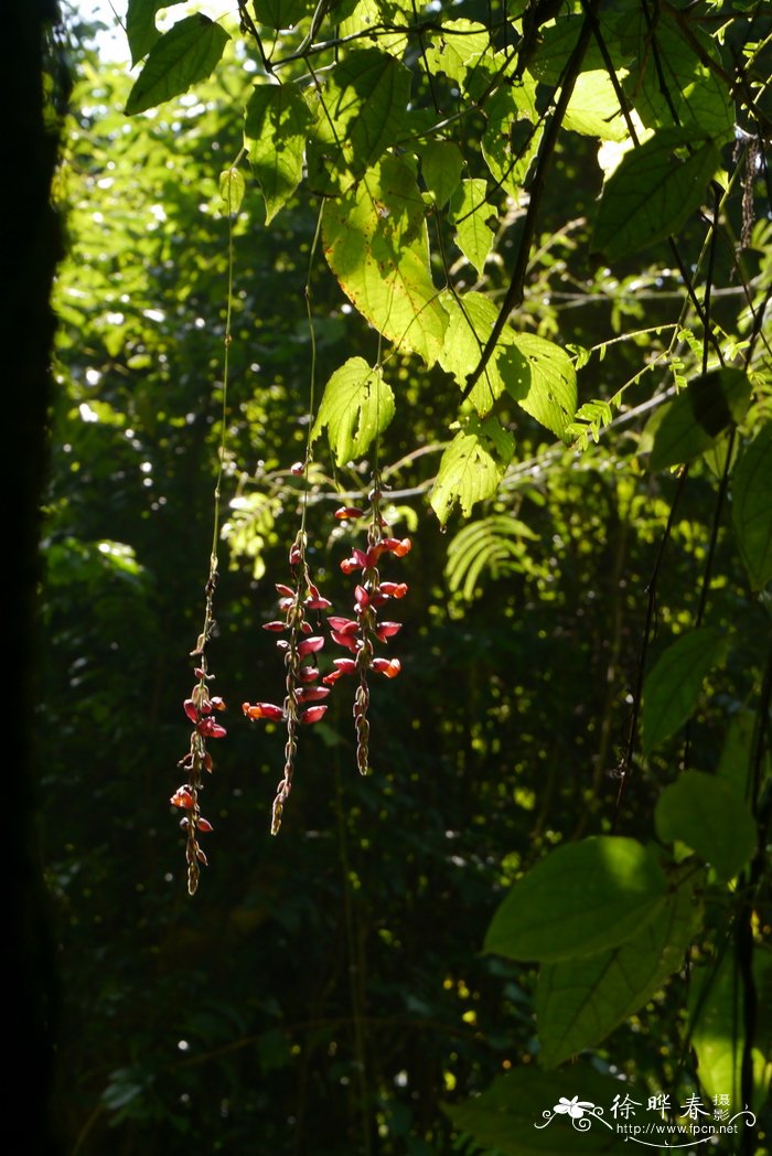 红花山牵牛 Thunbergia coccinea