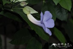 Thunbergia vogeliana