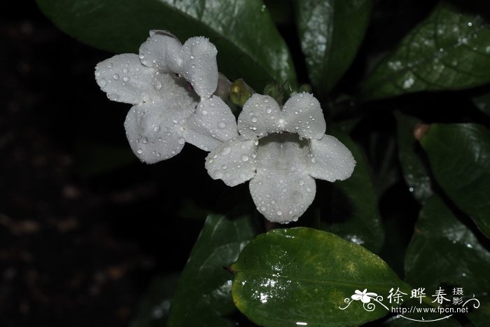 攀援十万错Asystasia scandens