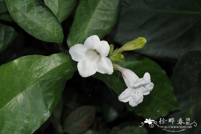 攀援十万错Asystasia scandens