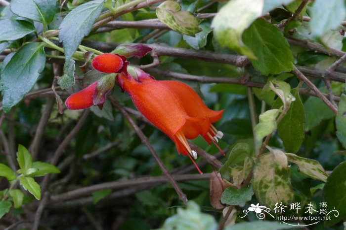 绯红蔓岩桐Mitraria coccinea