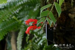 条叶芒毛苣苔Aeschynanthus linearifolius