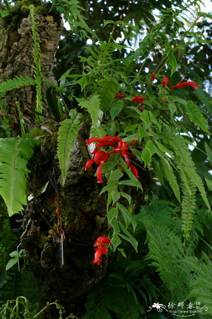 条叶芒毛苣苔Aeschynanthus linearifolius