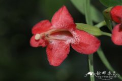 雄伟芒毛苣苔 Aeschynanthus magnificus