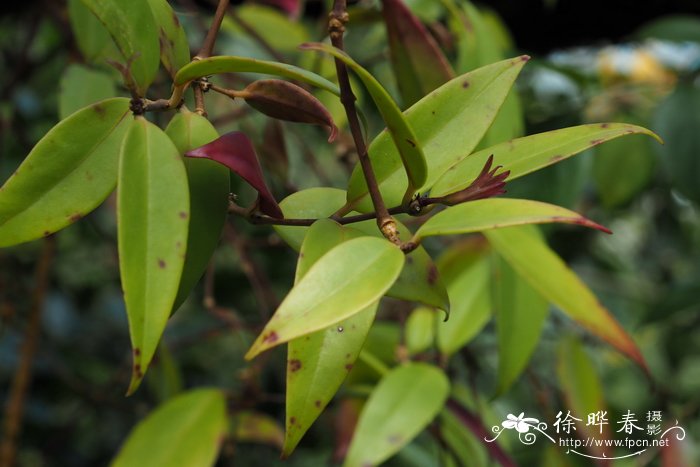 雄伟芒毛苣苔 Aeschynanthus magnificus