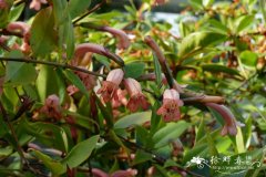 雄伟芒毛苣苔Aeschynanthus magnificus