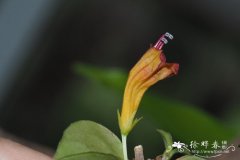 喜蚁芒毛苣苔Aeschynanthus myrmecophilus