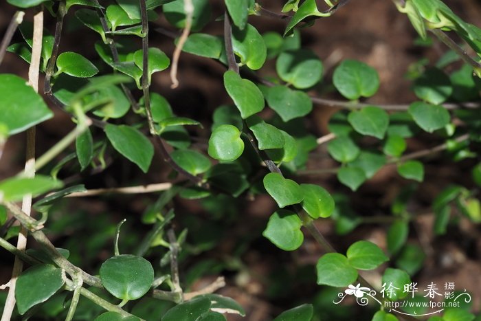 喜蚁芒毛苣苔Aeschynanthus myrmecophilus