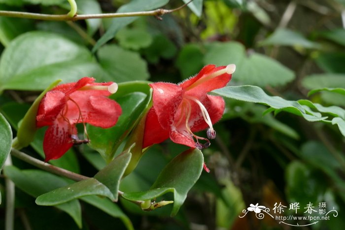 新几内亚芒毛苣苔 Aeschynanthus oxychlamys