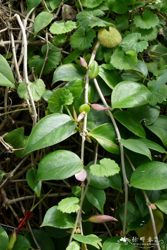 新几内亚芒毛苣苔 Aeschynanthus oxychlamys