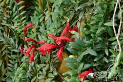 口红花Aeschynanthus parvifolius