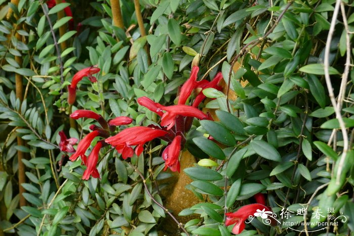 口红花Aeschynanthus parvifolius