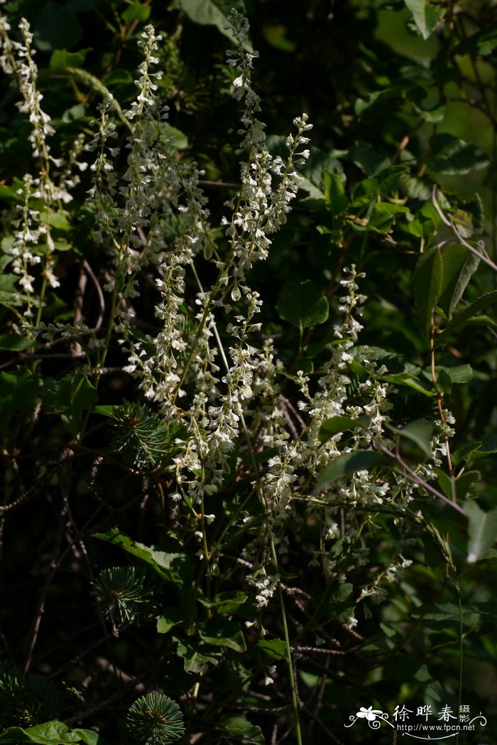 木藤蓼Fallopia aubertii