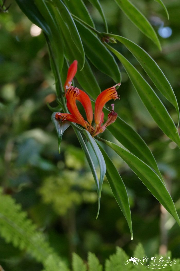 锡金芒毛苣苔Aeschynanthus sikkimensis