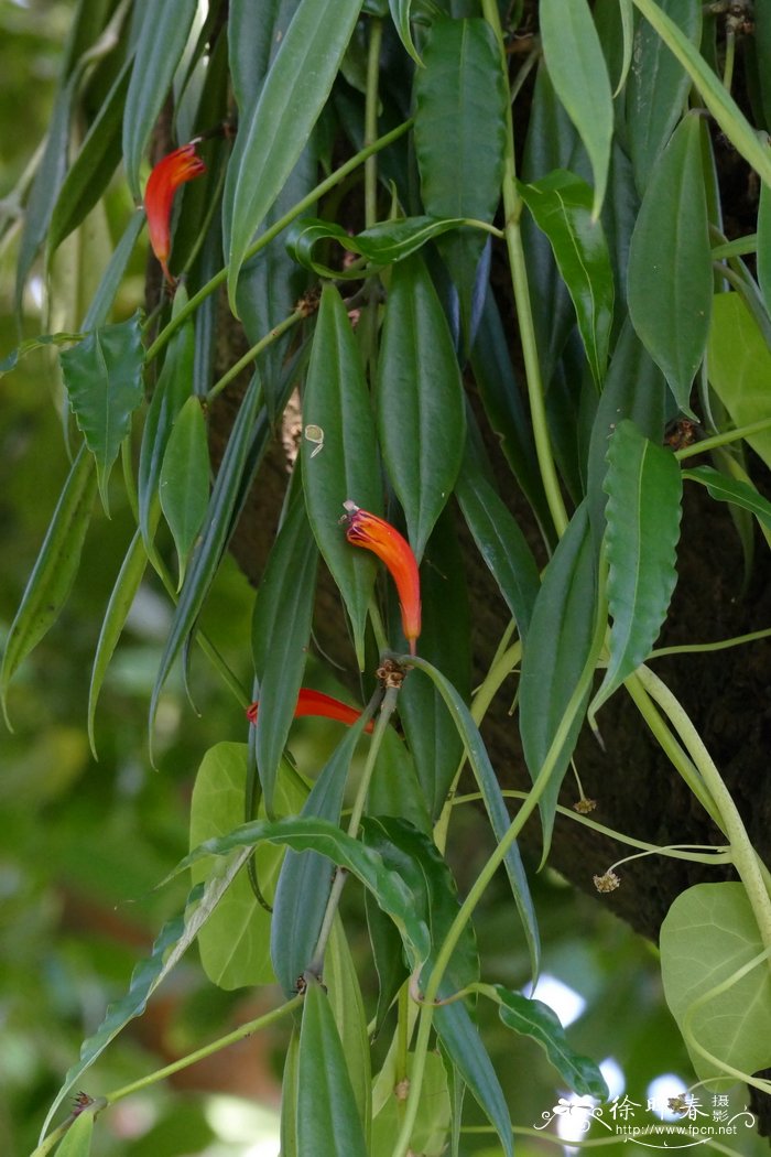 锡金芒毛苣苔Aeschynanthus sikkimensis