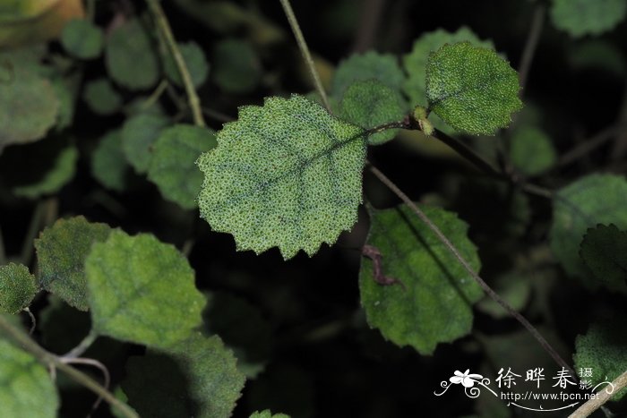 纹木岩桐Rhabdothamnus solandri