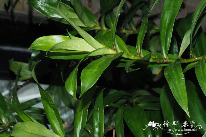 藤露兜Freycinetia scandens