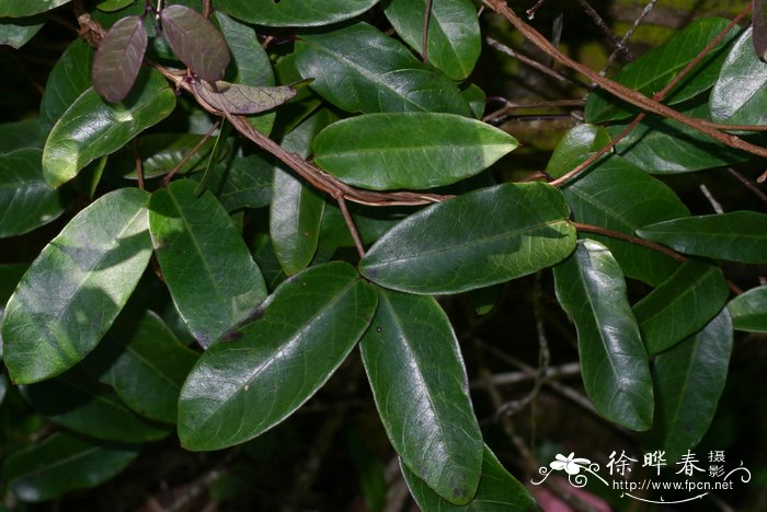 白叶藤Cryptolepis sinensis