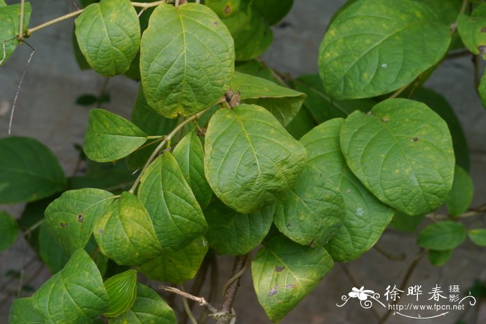 翅果藤Myriopteron extensum