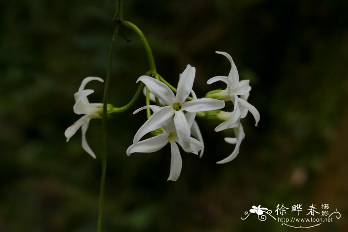 黑鳗藤 jasminanthes mucronata