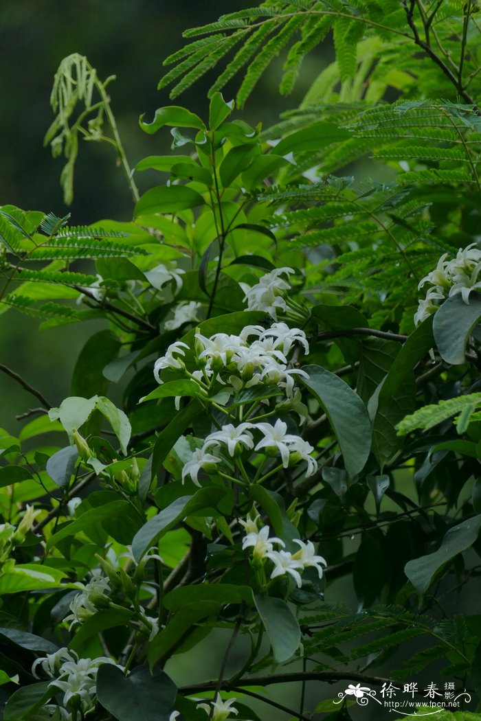 黑鳗藤 jasminanthes mucronata