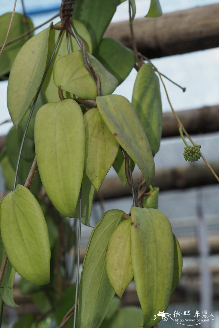 Hoya aldrichii