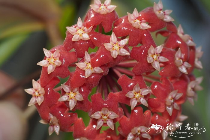 火红球兰Hoya ilagiorum