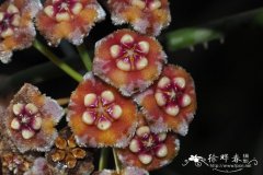 美丽球兰Hoya meliflua