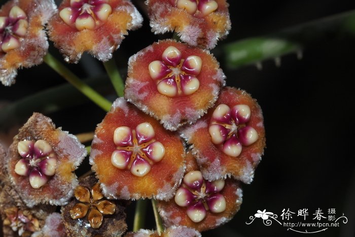 美丽球兰Hoya meliflua