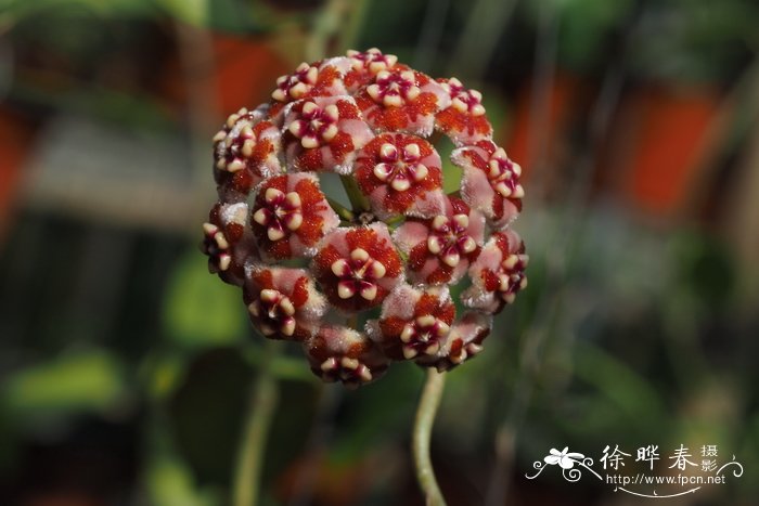 美丽球兰Hoya meliflua